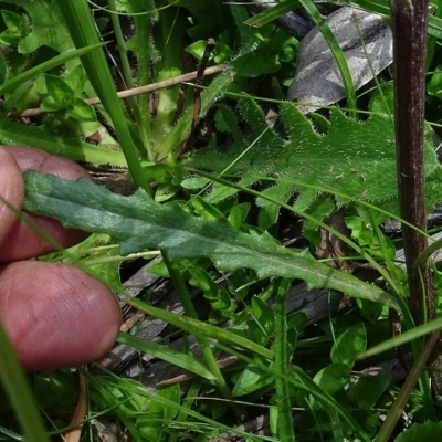 Senecio interpositus