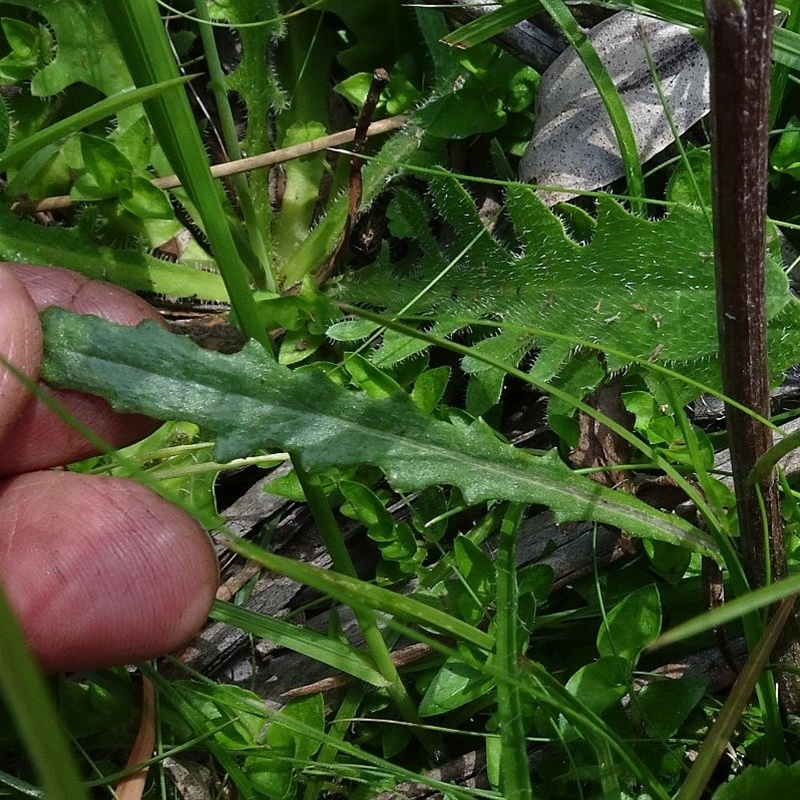 Senecio interpositus