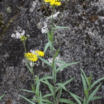 Senecio linearifolius