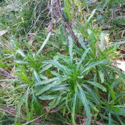 Senecio linearifolius