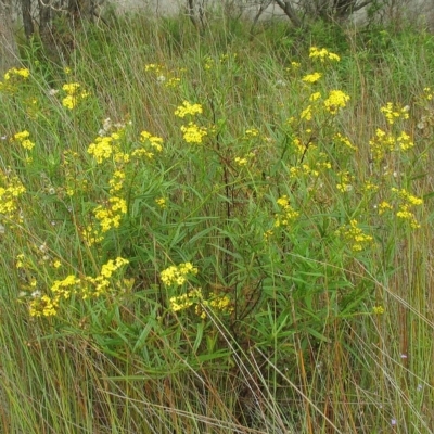 Senecio linearifolius var. arachnoideus