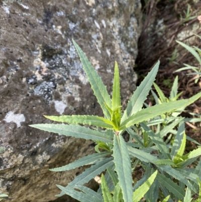 Senecio linearifolius var. denticulatus