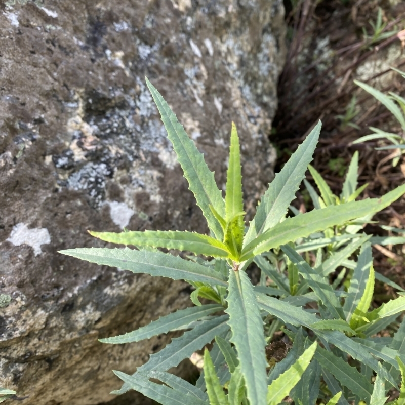 Senecio linearifolius var. denticulatus