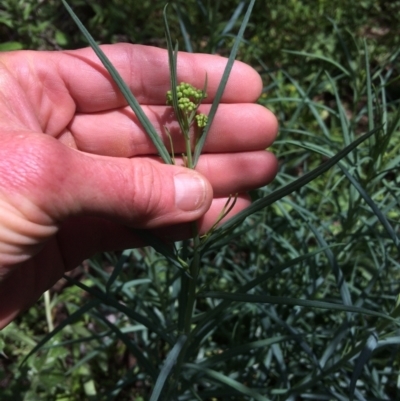 Senecio linearifolius var. intermedius