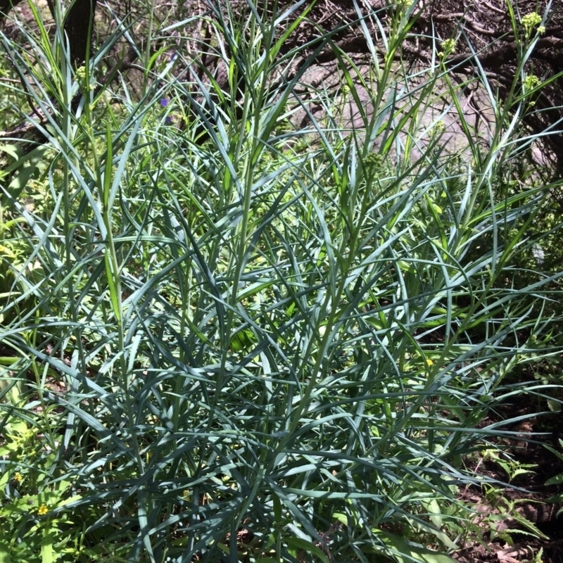 Senecio linearifolius var. intermedius