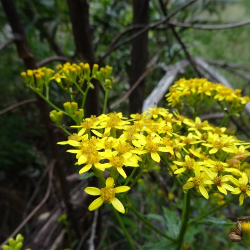 Senecio linearifolius var. latifolius