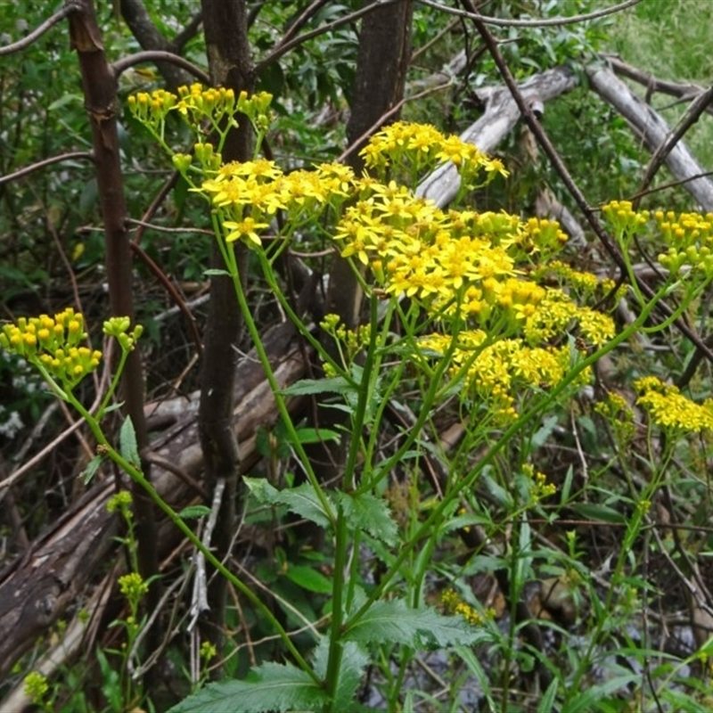 Senecio linearifolius var. latifolius