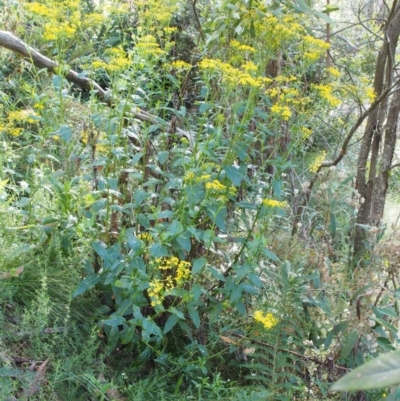 Senecio linearifolius var. latifolius