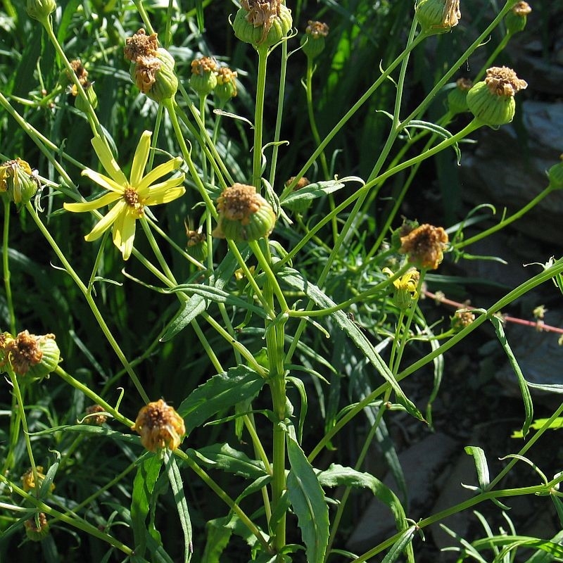 Senecio macranthus