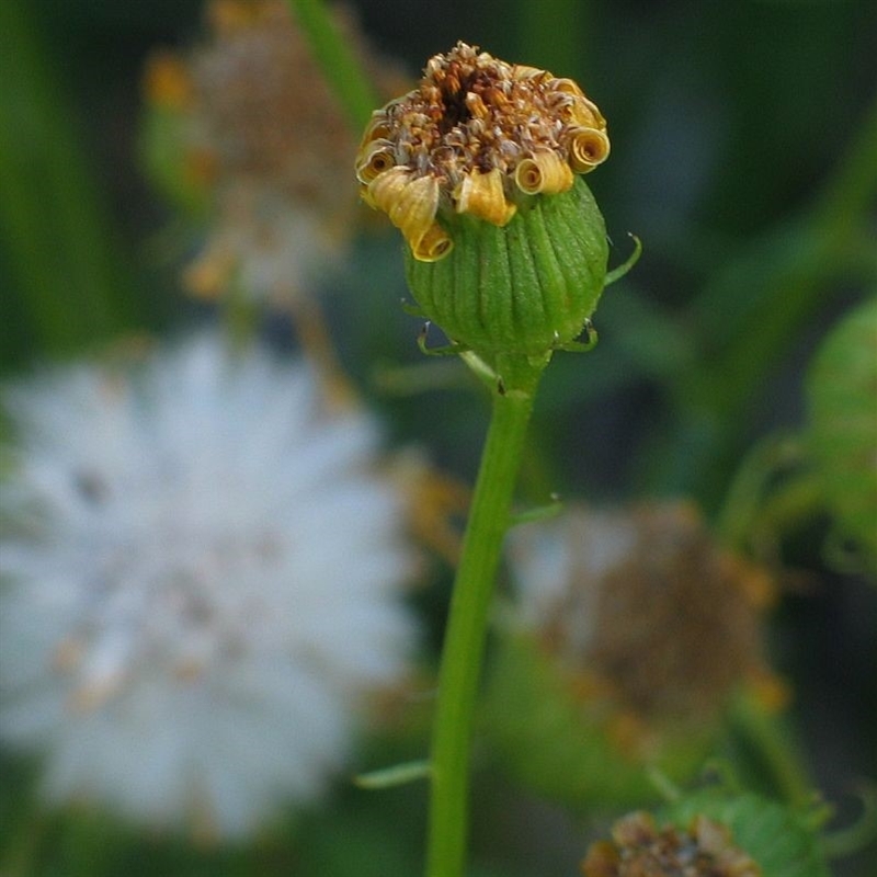 Senecio macranthus