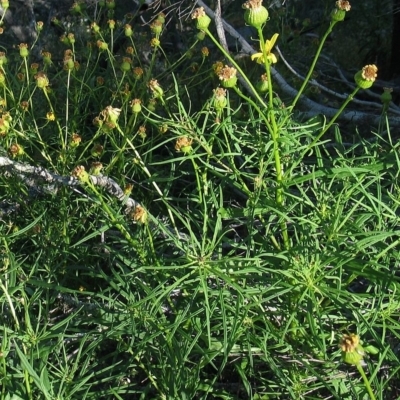 Senecio macranthus