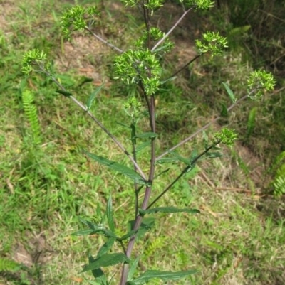 Senecio minimus