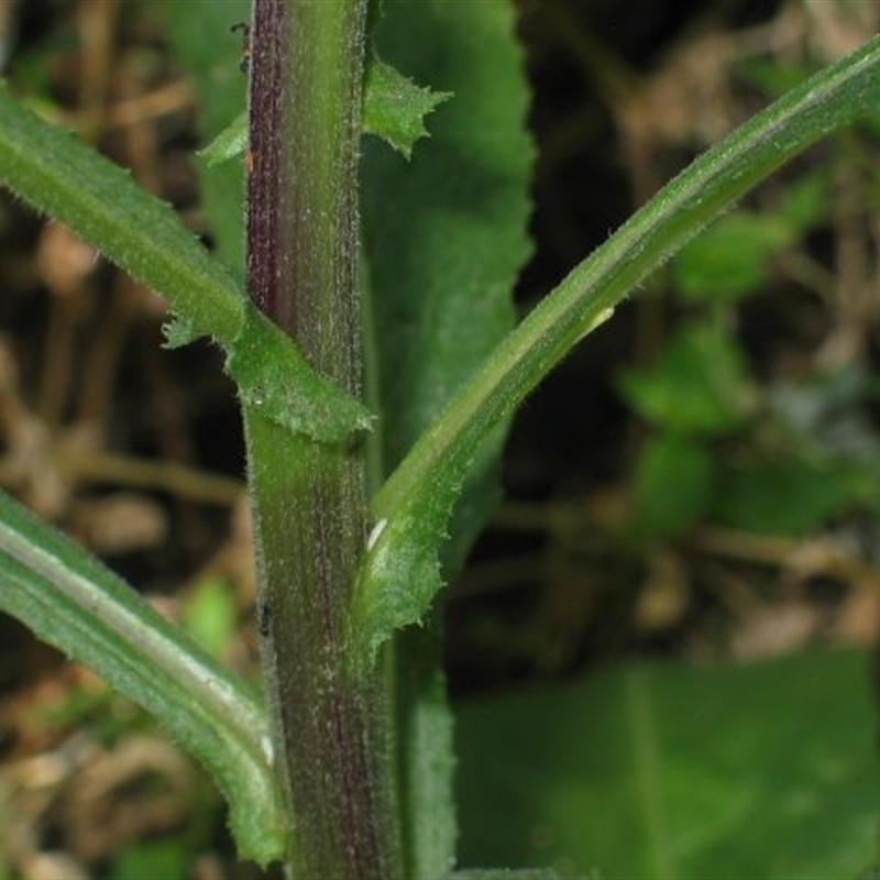 Senecio minimus