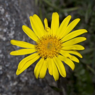 Senecio pectinatus var. major