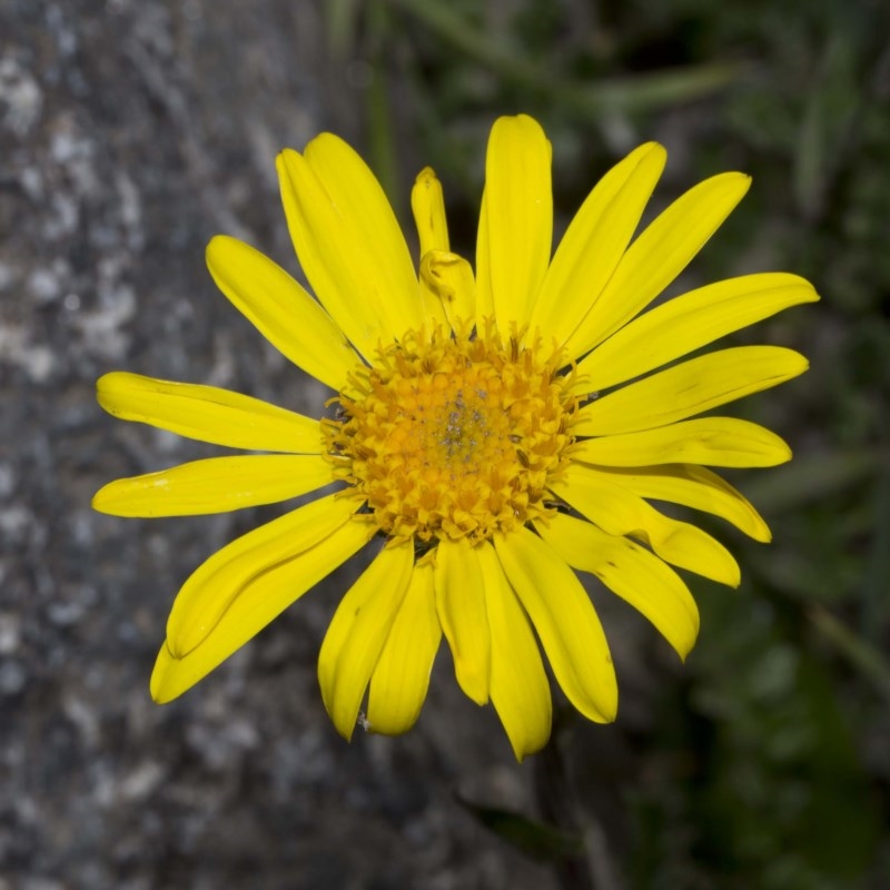 Scapisenecio pectinatus var. major