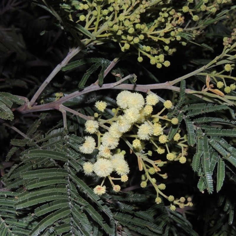 Acacia mearnsii