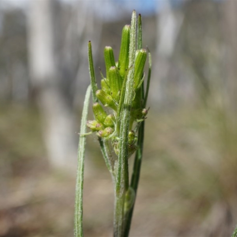 Senecio phelleus