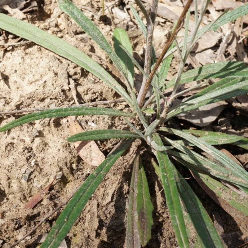 Senecio phelleus