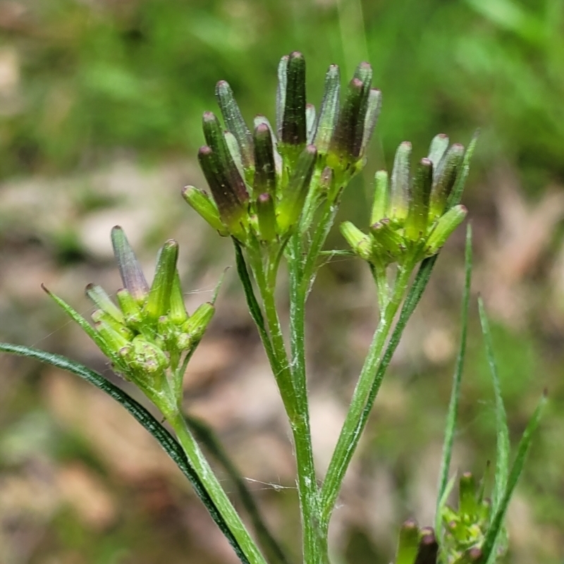 Senecio phelleus