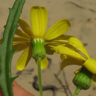 Jackie Miles, 13 green bracts cf 21 in fireweed