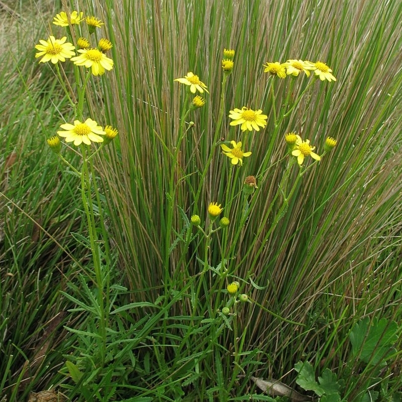 Senecio pinnatifolius var. alpinus