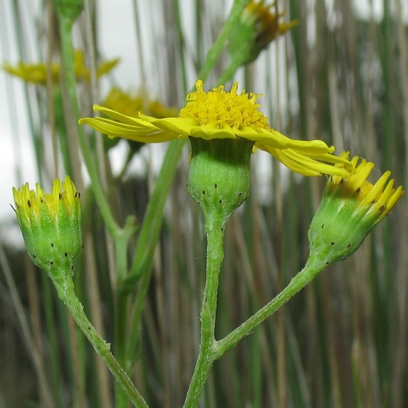 Senecio pinnatifolius var. alpinus