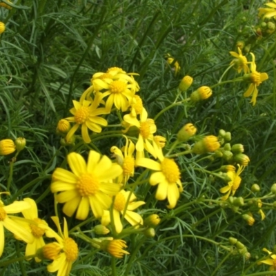 Senecio pinnatifolius var. pinnatifolius