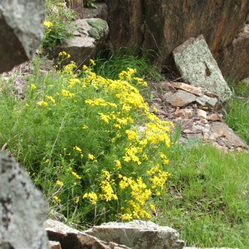 Senecio pinnatifolius var. pinnatifolius