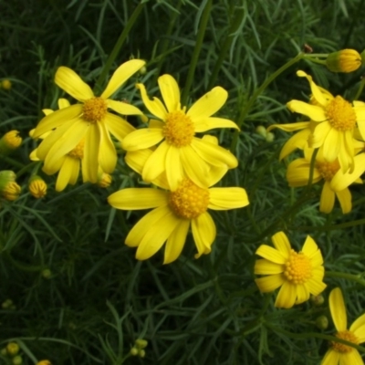 Senecio pinnatifolius var. pinnatifolius