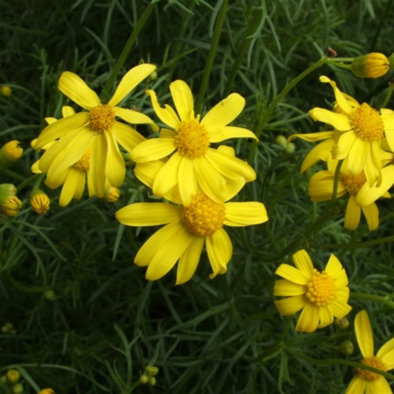 Senecio pinnatifolius var. pinnatifolius