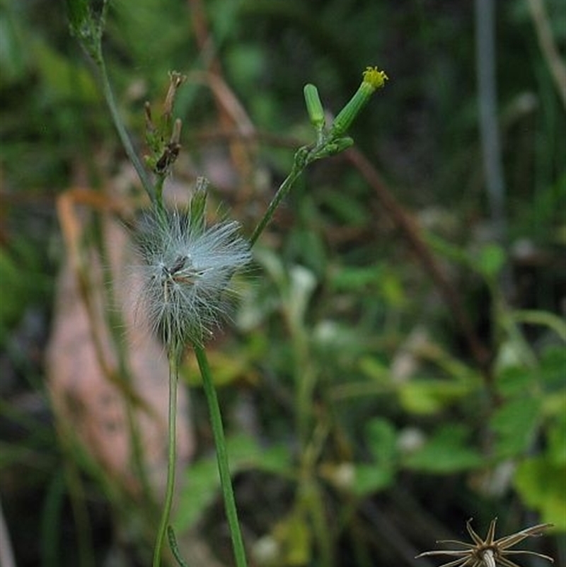 Senecio prenanthoides