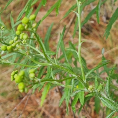 Senecio pterophorus