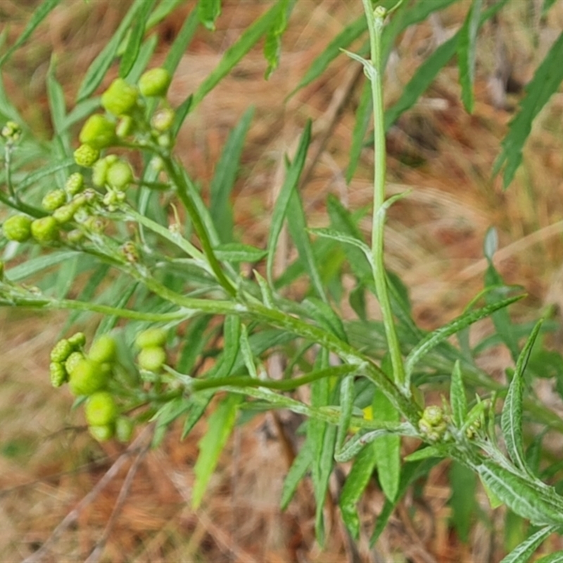 Senecio pterophorus