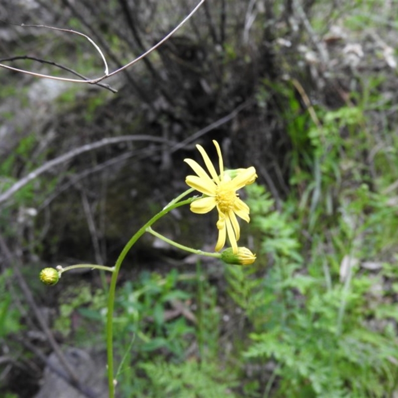 Senecio sp.