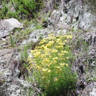 Senecio sp.