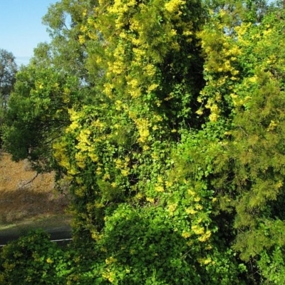 Senecio tamoides