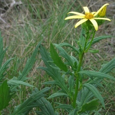 Senecio vagus subsp. vagus