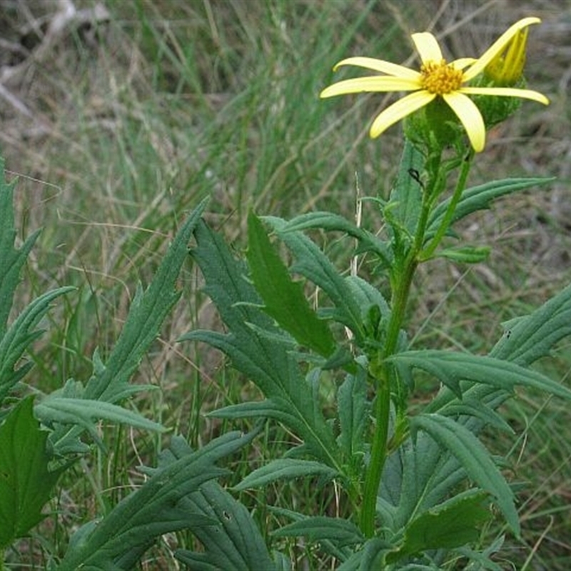 Senecio vagus subsp. vagus