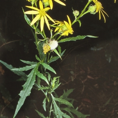 Senecio vagus subsp. vagus