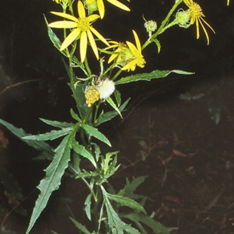 Senecio vagus subsp. vagus