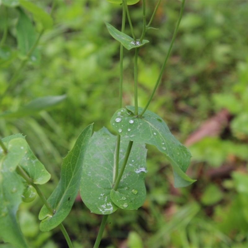 Lordhowea velleioides