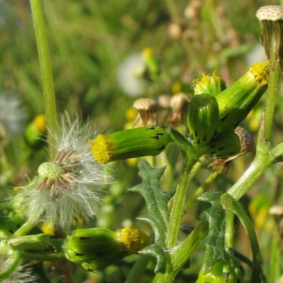 Black bracteoles at base of flower heads