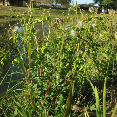 Senecio vulgaris