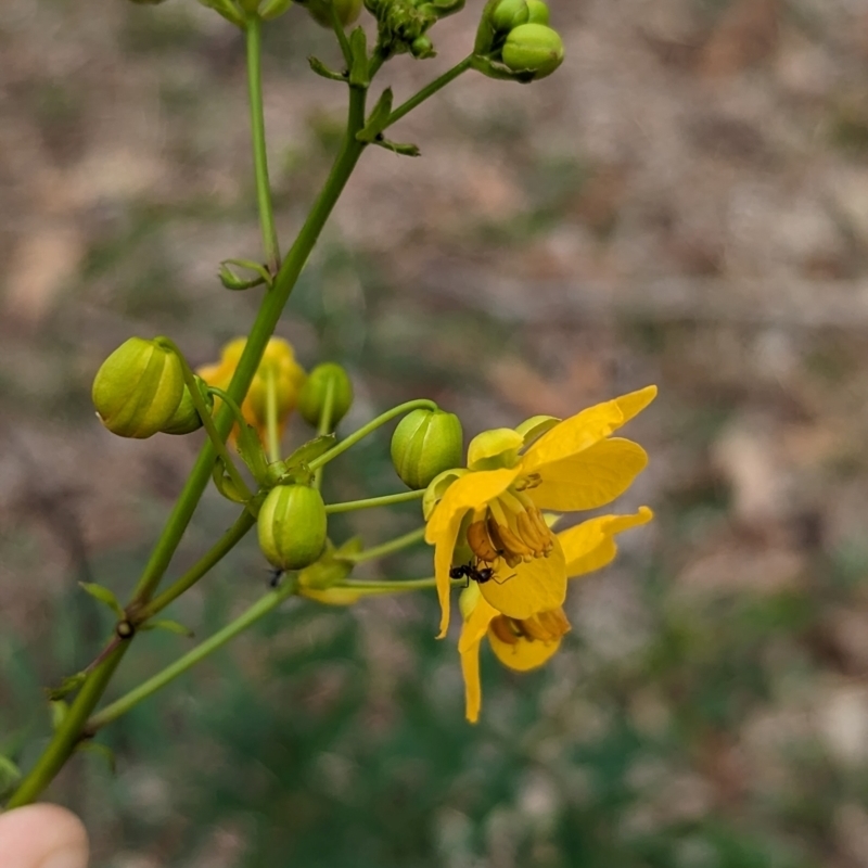 Senna barclayana