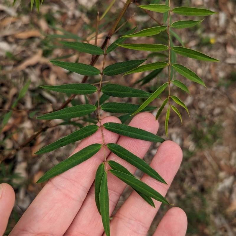 Senna barclayana