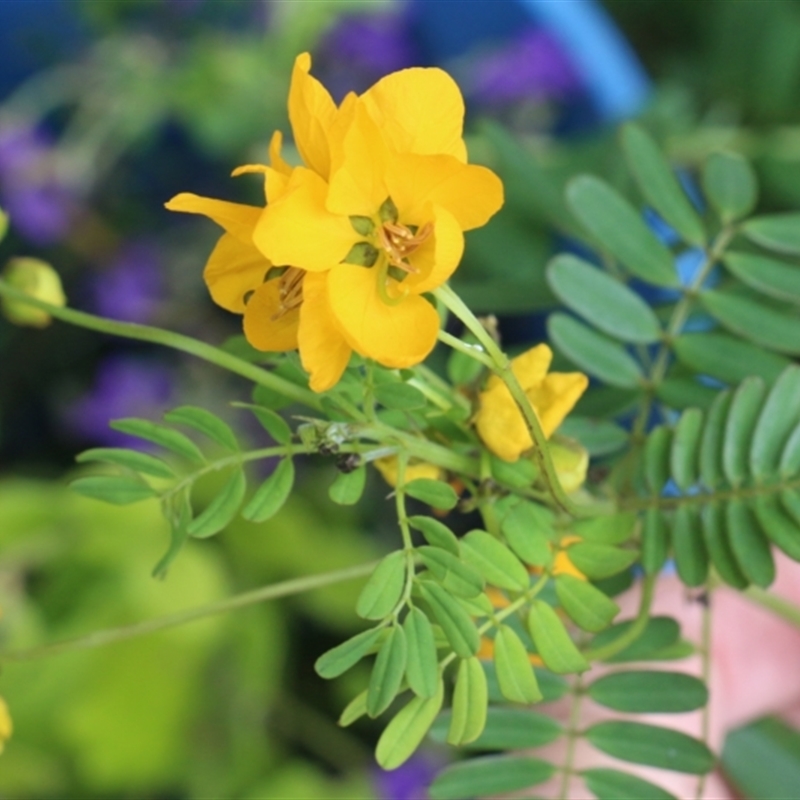 Senna barronfieldii