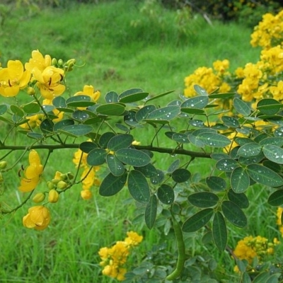 Senna pendula var. glabrata