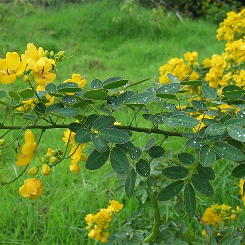 Senna pendula var. glabrata