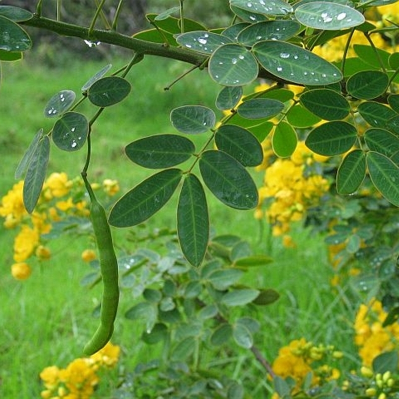 Senna pendula var. glabrata