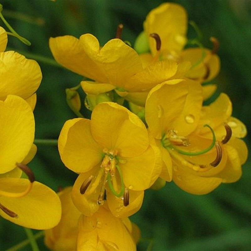 Senna pendula var. glabrata